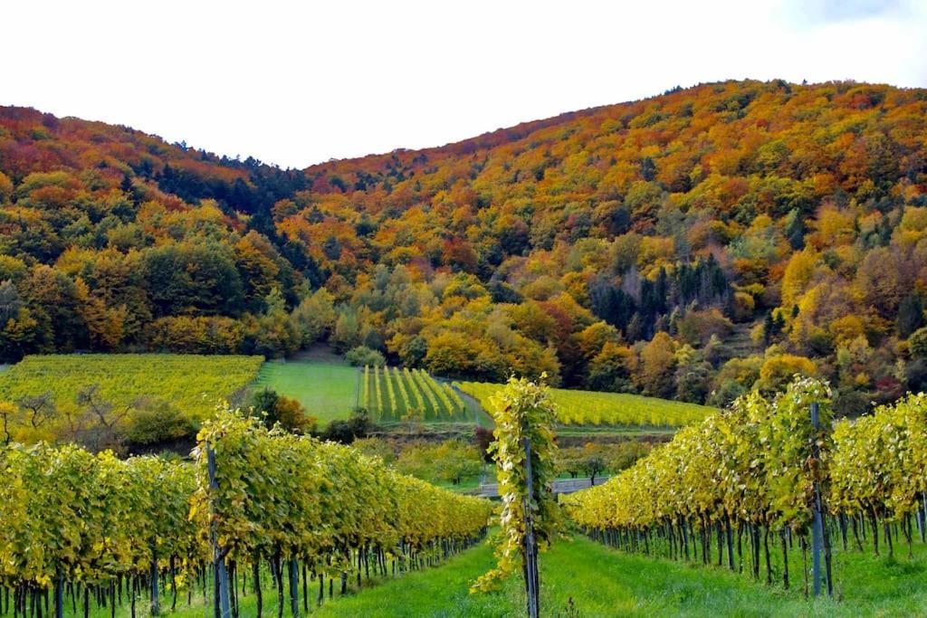 Haus-Donau In Der Wachau Daire Aggsbach Dış mekan fotoğraf